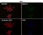 Anti-Caspase-3 p12 CASP3 Rabbit Monoclonal Antibody
